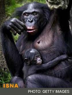  شامپانزه‌هایی که به خواستگاری می‌روند