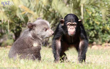 دوستی عجیب و غریب یک خرس با شامپانزه