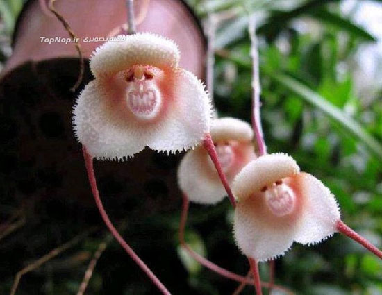 گلی که شبیه چهره میمون است