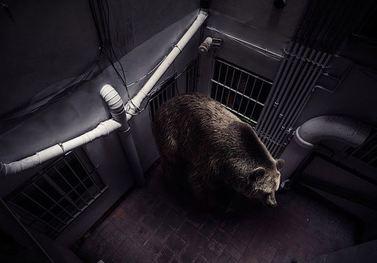 تصاویری ناراحت کننده از حیوانات باغ‌وحش در محیط‌های شهری