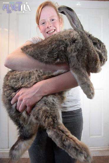 بزرگترین خرگوش دنیا,بزرگترین خرگوش جهان