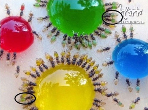 تغییر رنگ شگفت انگیز مورچه ها! +عکس