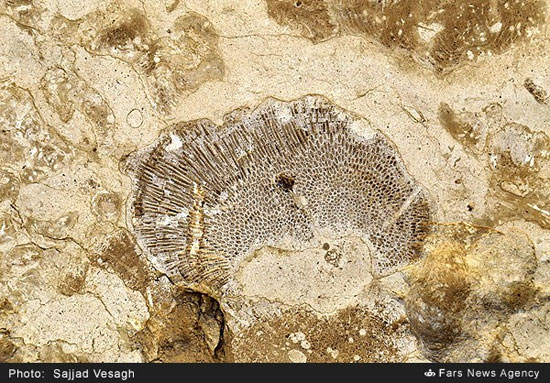 فسیل ۲۰ میلیون ساله گاو دریایی