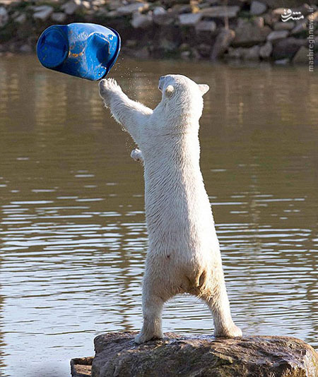 وسیله بازی یک خرس قطبی
