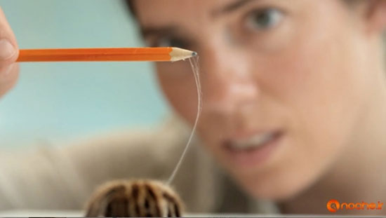 تنیدن موفقیت‌آمیز تار عنکبوت در آزمایشگاه بدون دخالت عنکبوت‌ها