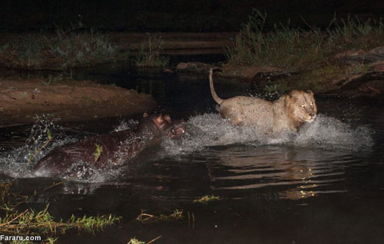 (تصاویر) اشتباه مرگبار اسب آبی مقابل شیرها