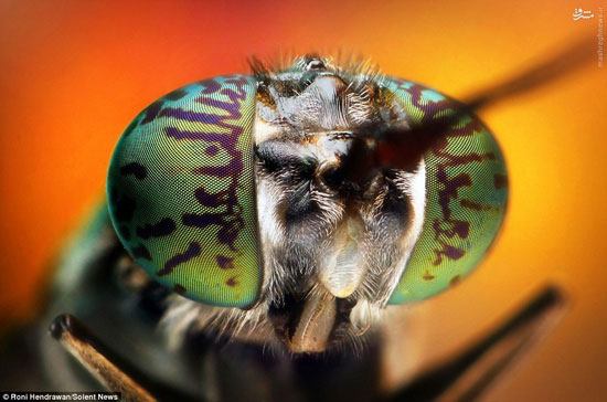 عکس/ چشم مرکب حشرات