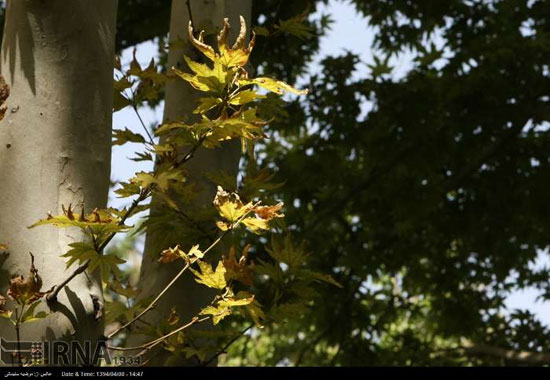 پاییز زودرس در تهران