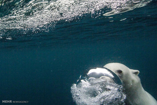خرس های قطبی در حال شنا