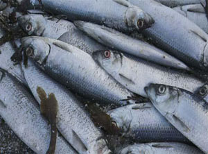ماهی,علت بوی بد ماهی,دانستنیهای علمی