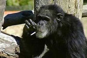 شامپانزه ۵۲ ساله سیگاری مرد
