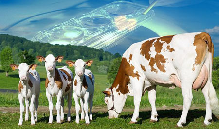 اخبار,اخبار علمی,تولید جنین گاو پرتولید