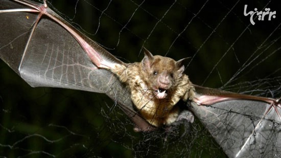 خفاش‌های خون آشام مزه تلخ را نمی‌چشند
