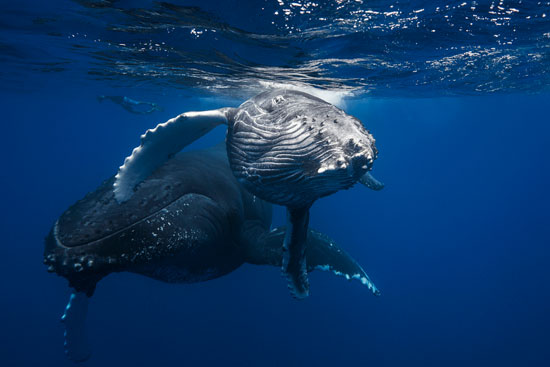 تصاویری ساده اما نفسگیر از نهنگ‌ها