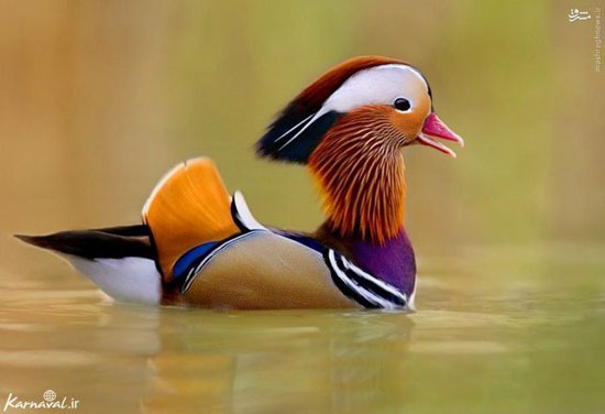 10 گونه از زیبا ترین پرنده های جهان
