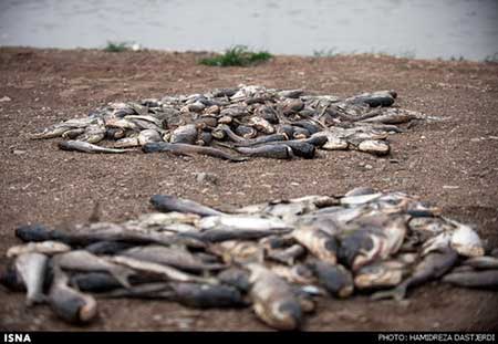 اخبار,اخبار اجتماعی ,مرگ ماهی در سد فشافویه