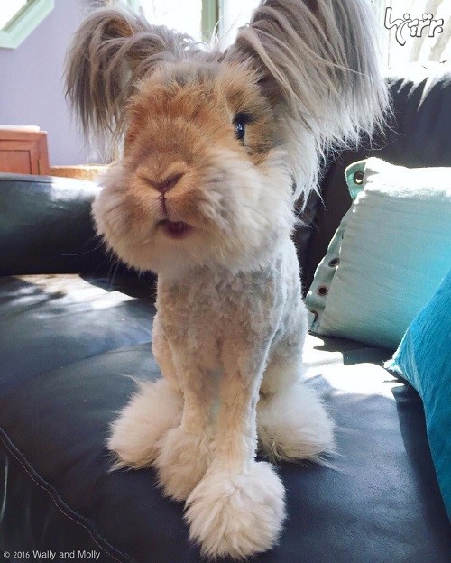 خرگوشی که شبیه یک عروسک زنده است!