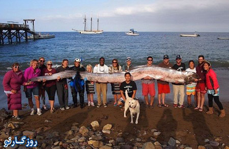 اندازه بزرگترین ماهی دنیا , تصاویر بزرگترین ماهی