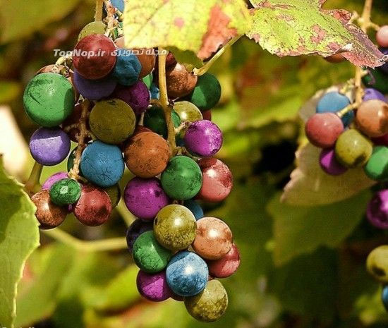 انگور های رنگین کمانی +عکس