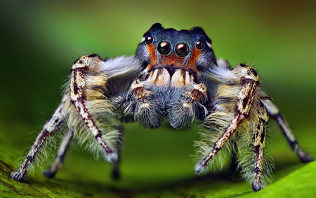 شناخت عنکبوت های عجیب,آشنایی با انواع عنکبوت