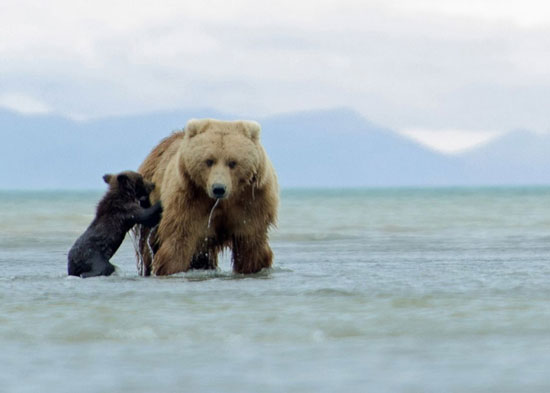 (تصاویر) سواری کردن توله خرس بر پشت مادر