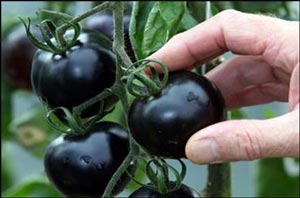 اخبار ,اخبار علمی ,تولید گوجه فرنگی های سیاه
