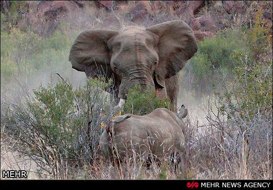 حمله فیل به کرگدن مادر‎