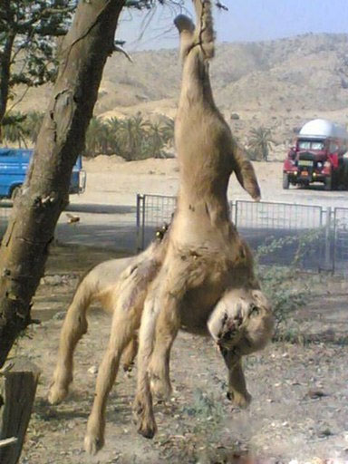مشاهده حیوان عجیب الخلقه در بوشهر +عکس