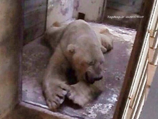 افسرده ترین خرس دنیا +عکس