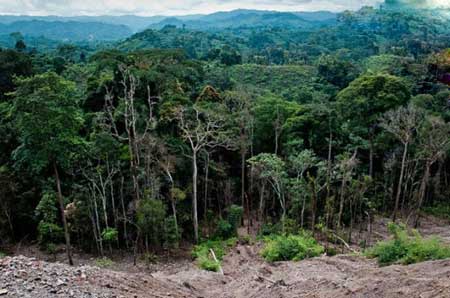  مکانی که پیش از نابودی باید ببینید,جنگل های گرمسیری کنگو