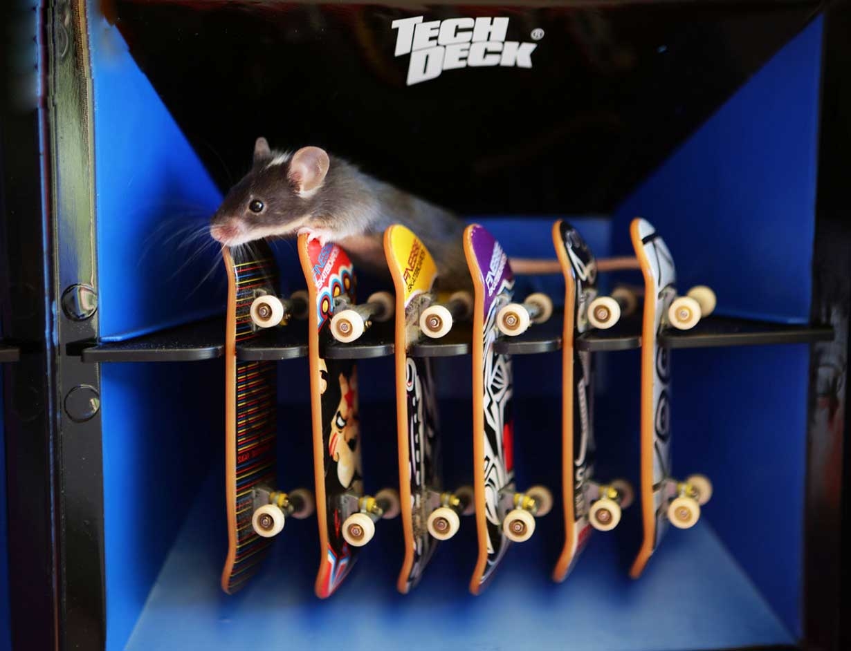 تصاویر: موش های اسکیت باز!