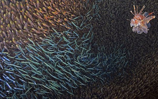 10 عکس حیرت‌آور از حیات زیر آب