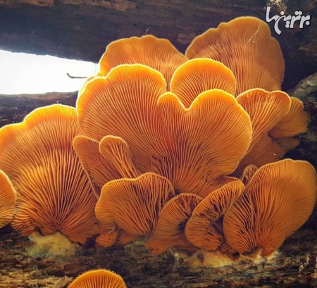 دنیای زیبا و عجیب قارچ ها