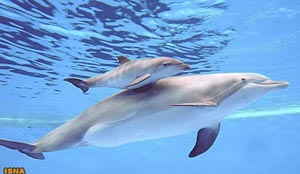 دلفین,تولد نوزاد دلفین,تولید مثل دلفین