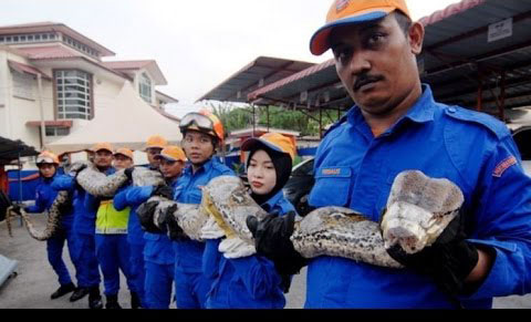 خودکشی مار غول‌پیکر در مالزی!؟ +تصاویر
