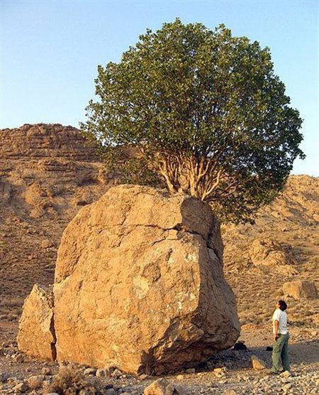 عجیب ترین درخت ایران/عکس