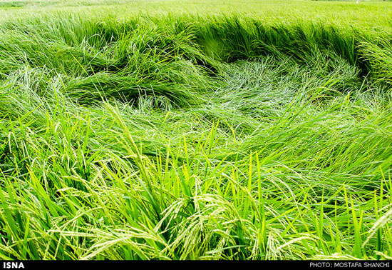 شالیزارهای برنج مازندران پس از باران