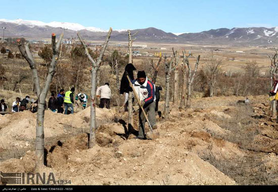 جابجایی درختان در زنجان