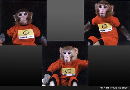 اخبار,اخبار علمی,دومین میمون فضایی ایران