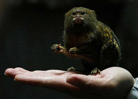 اخبار,اخبار گوناگون,کوچکترین میمون جهان