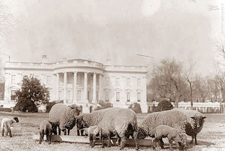 گوسفندان کاخ سفید/عکس