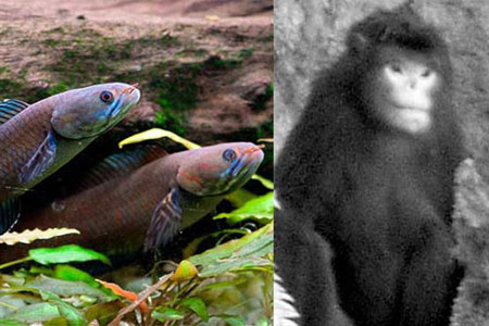 اخبار , اخبار گوناگون,کشف ماهی و میمون عجیب,عجیب ترین ماهی و میمون