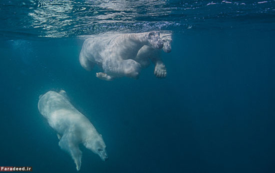 (تصاویر) ماجراجویی برای عکاسی از خرس ها