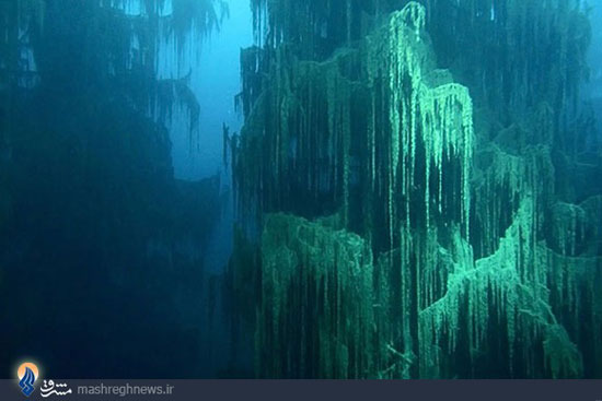 جنگلی شگفت انگیز زیر آب +عکس