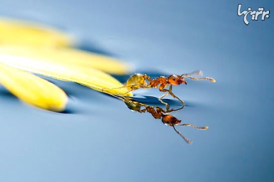 تحولی در عکاسی: عکاسی از رفع عطش مورچه ها