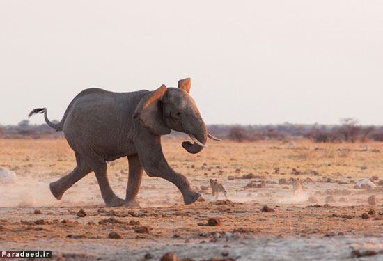 تصاویر/ فرار شیرها از ترس فیل خشمگین