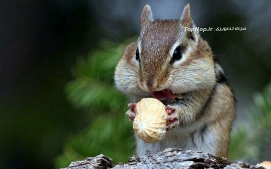 ظرفیت باورنکردنی دهان سنجاب ها +عکس