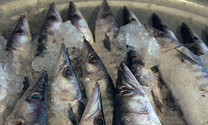 عرضه ماهیان خاویاری پرورشی به بازار داخلی