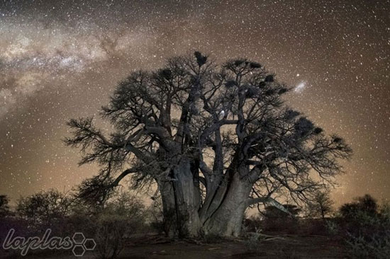 تصاویر مسحور کننده ای از قدیمی ترین درخت دنیا که هوش را از سر شما می پرانند!