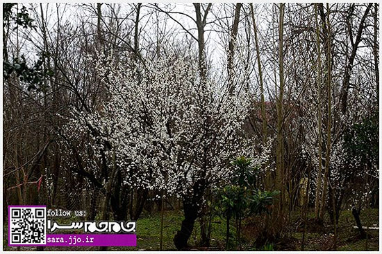 شکوفه دادن درختان در نیمه زمستان! [مجموعه عکس]